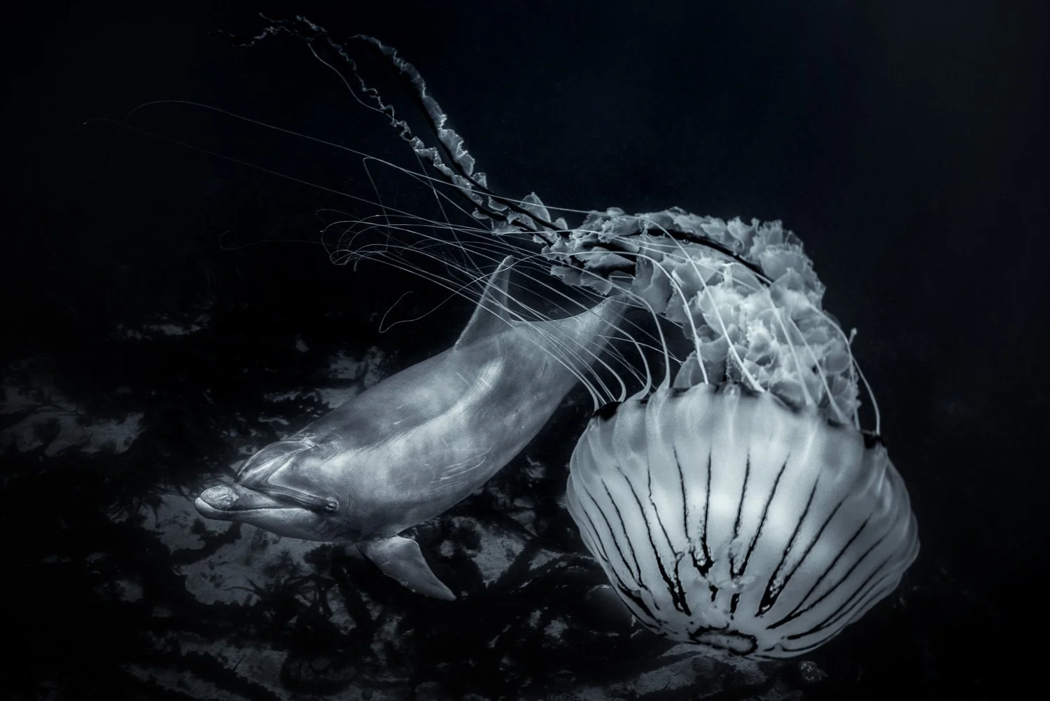 dolphin-and-jellyfish-underwater-art.jpg