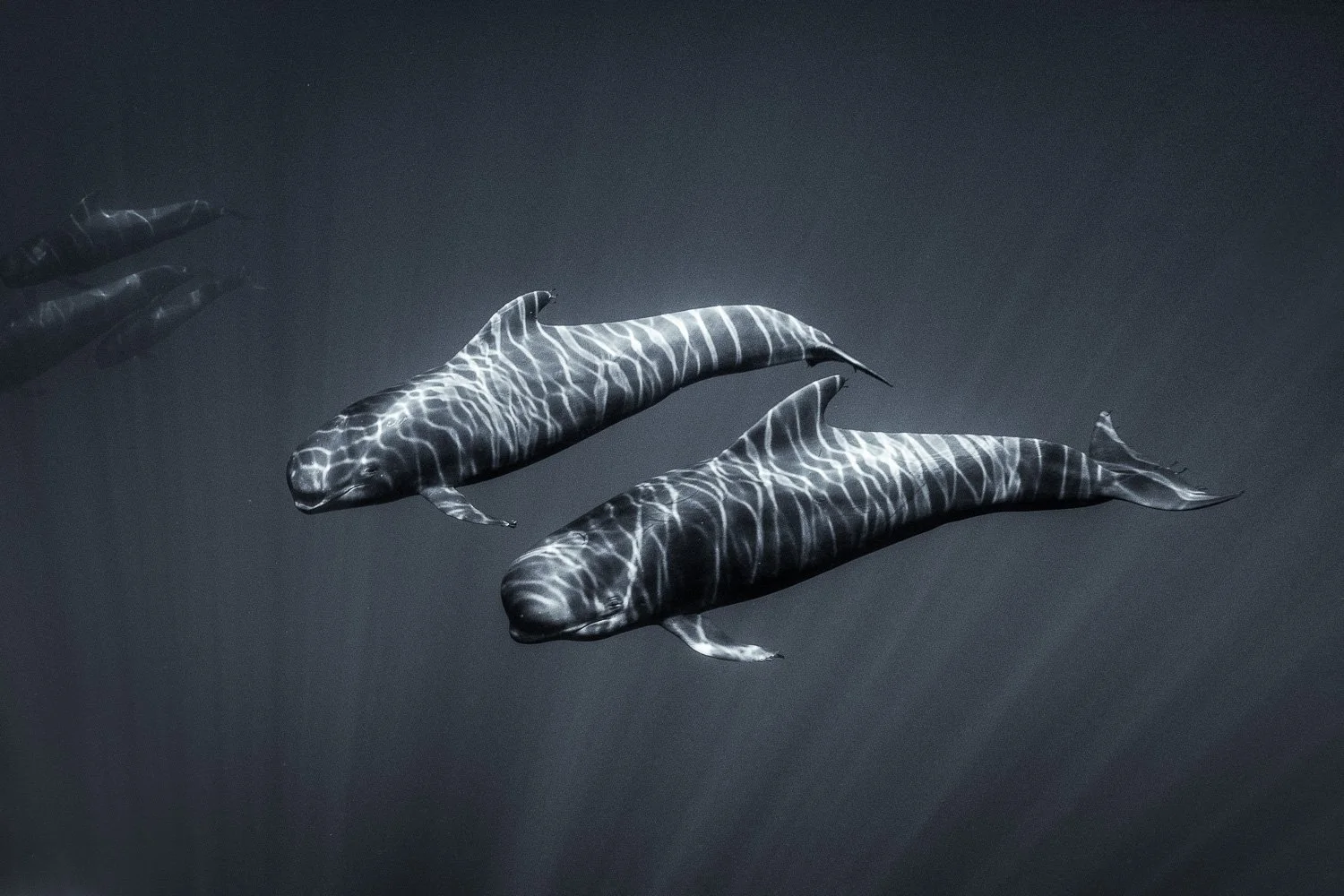 light-painting-pilot-whales-art-print.jpg