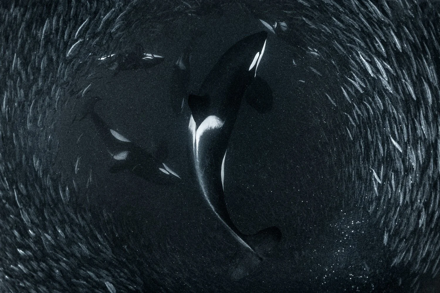 orca-inside-baitball-hunt.jpg