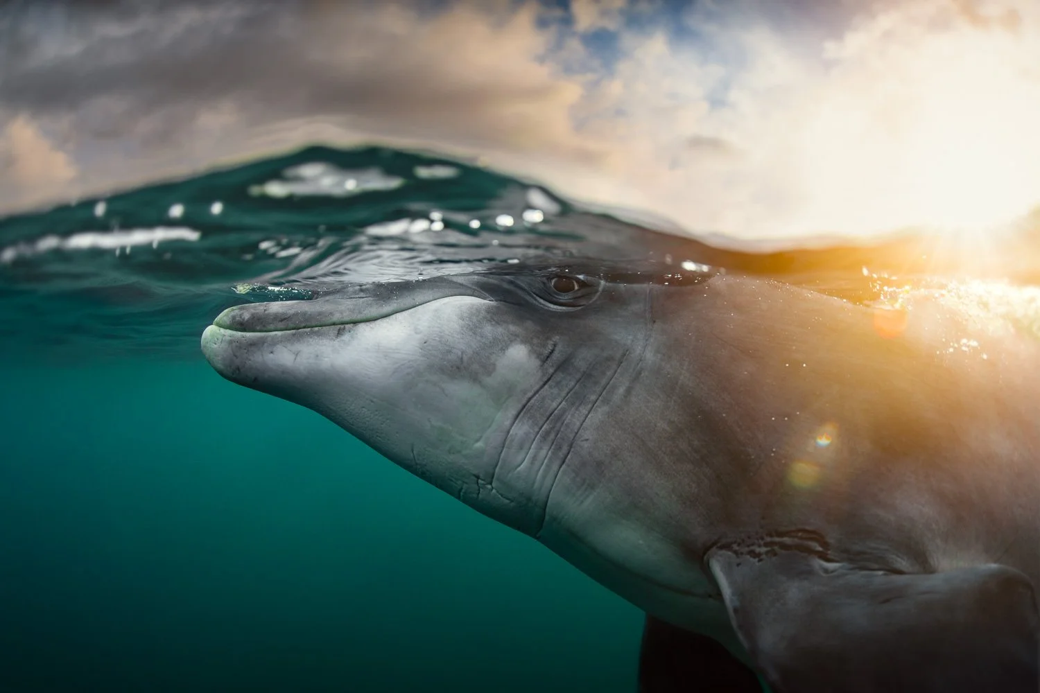 Intimate over-under image of a solitary bottlenose dolphin emerging into soft evening sunlight, the surface glowing with warm tones above clear green ocean water