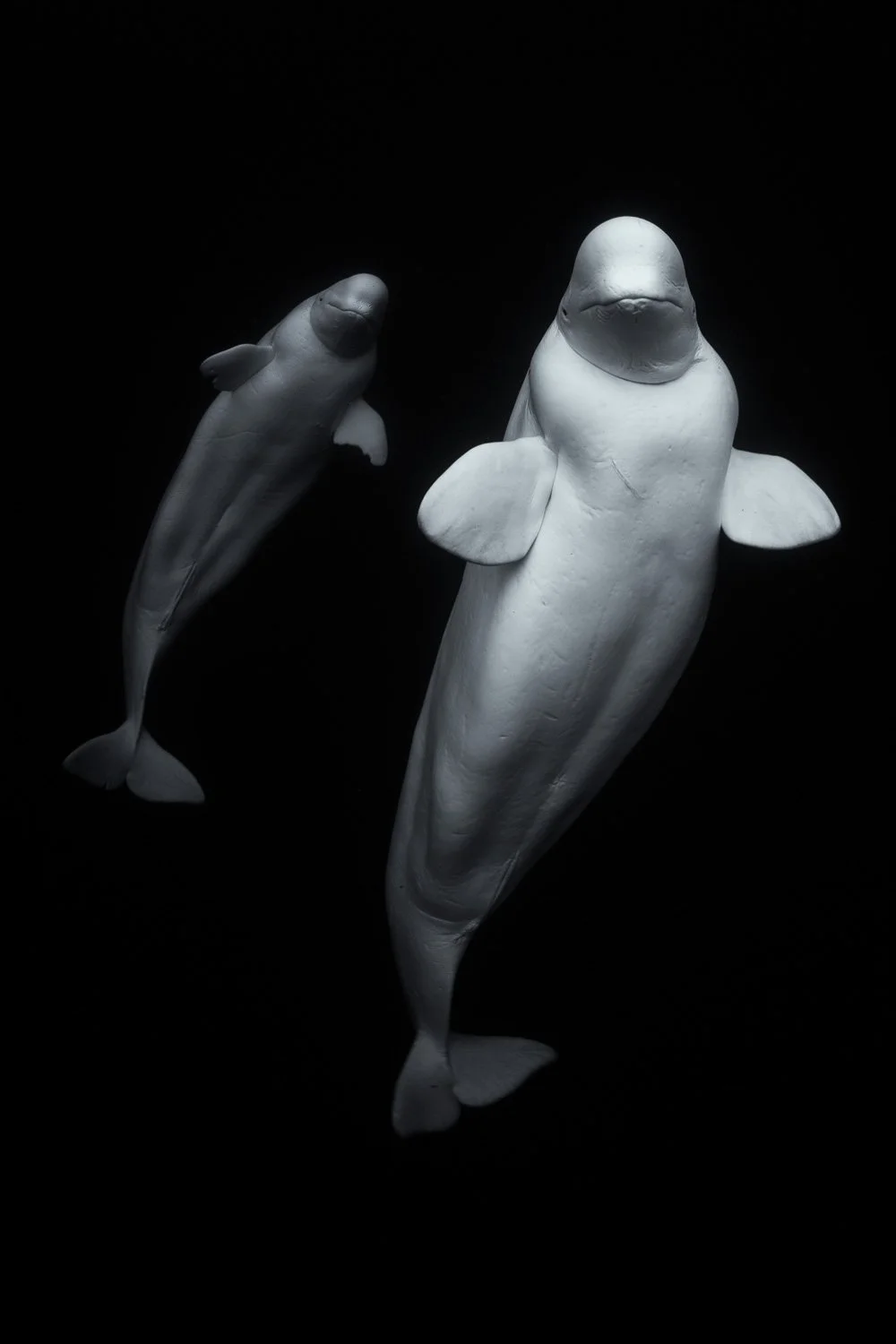 beluga-whale-mother-and-calf.jpg