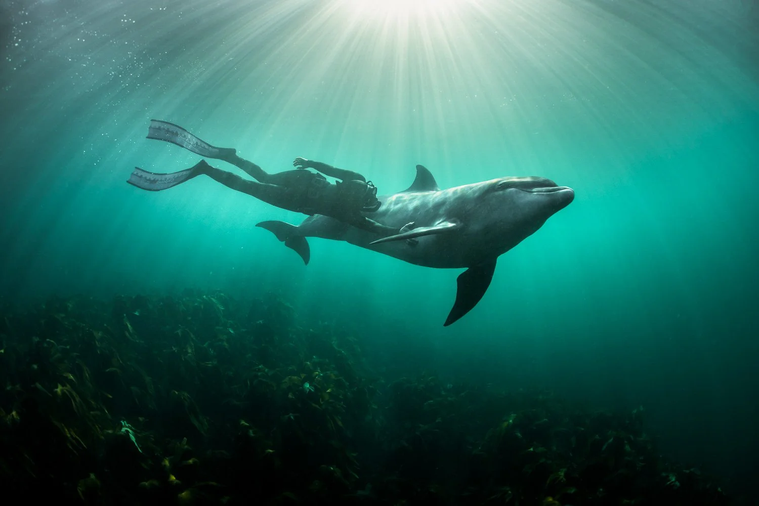 Atmospheric underwater image of a free diver rising alongside a bottlenose dolphin beneath radiant beams piercing the emerald Atlantic