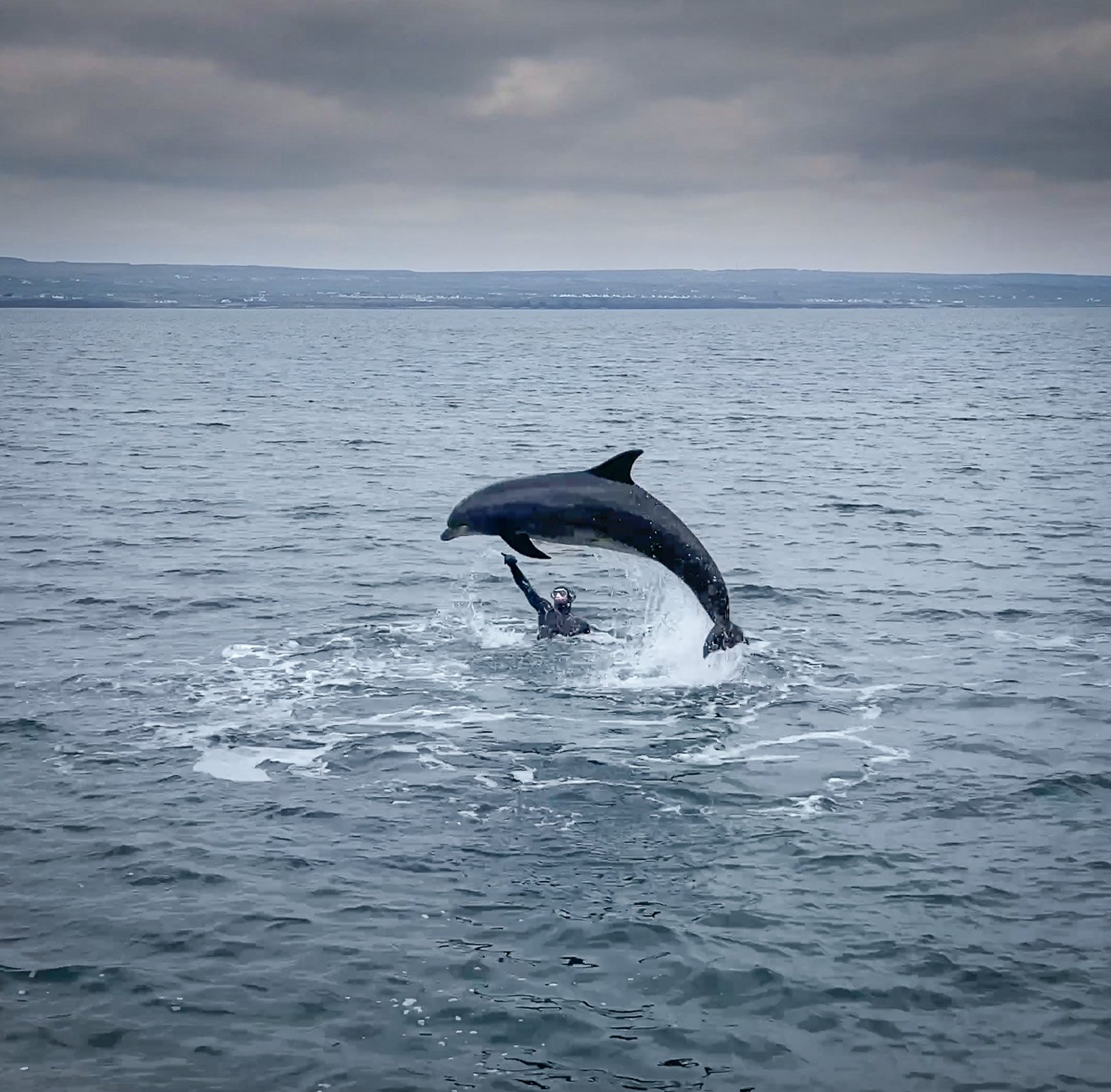Dynamic action shot of a solitary bottlenose dolphin leaping high beside a George Karbus free diver in open Atlantic water along Ireland’s dramatic west coast