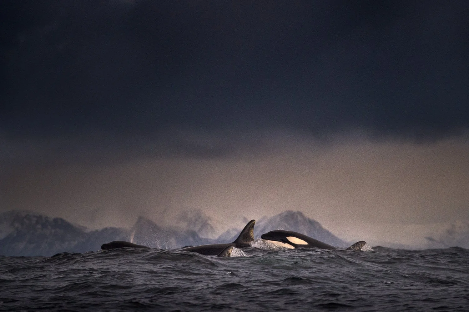 orcas-travel-fjord-mountain-winter-light.jpg