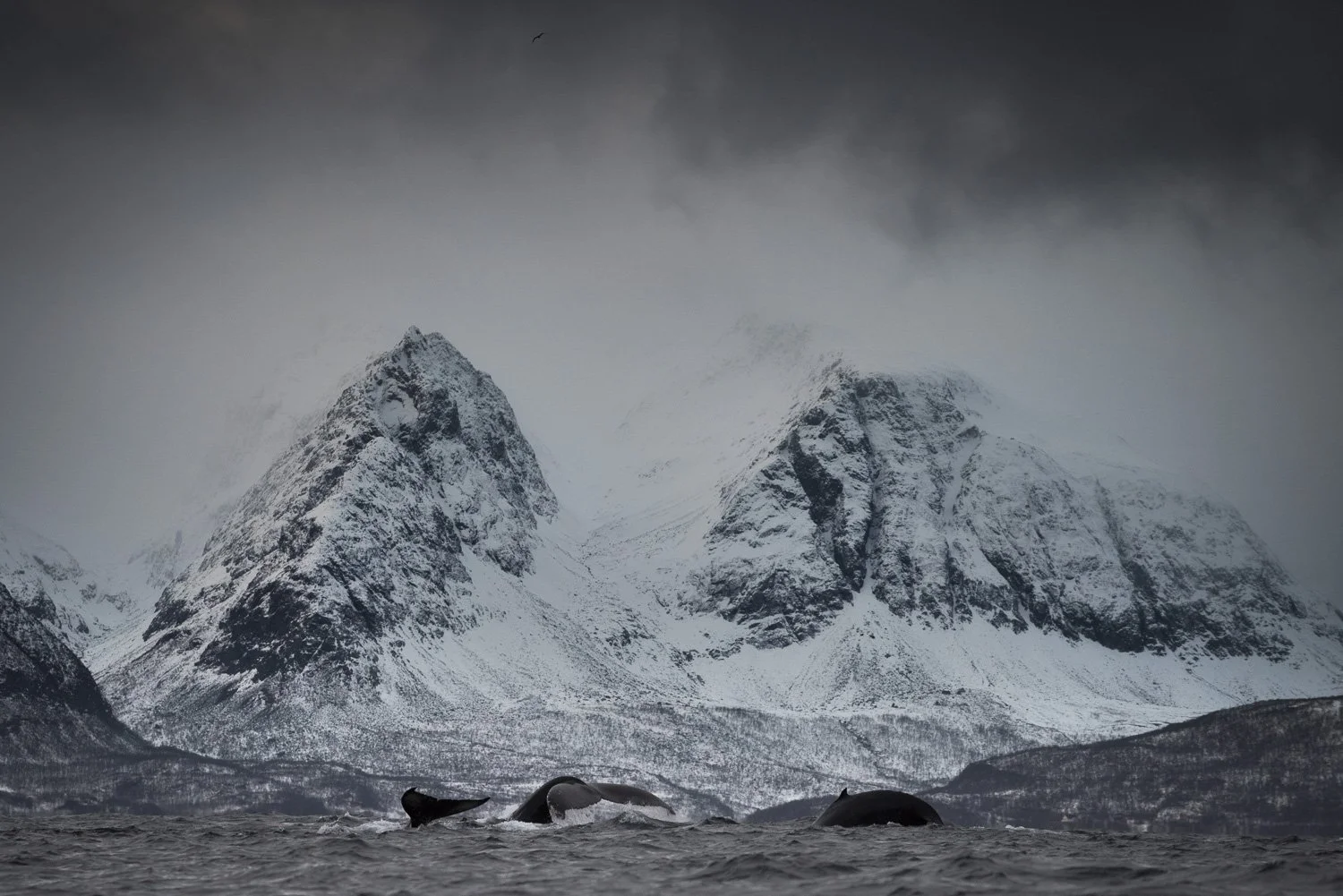 snow-mountain-tail-fluke-whales.jpg