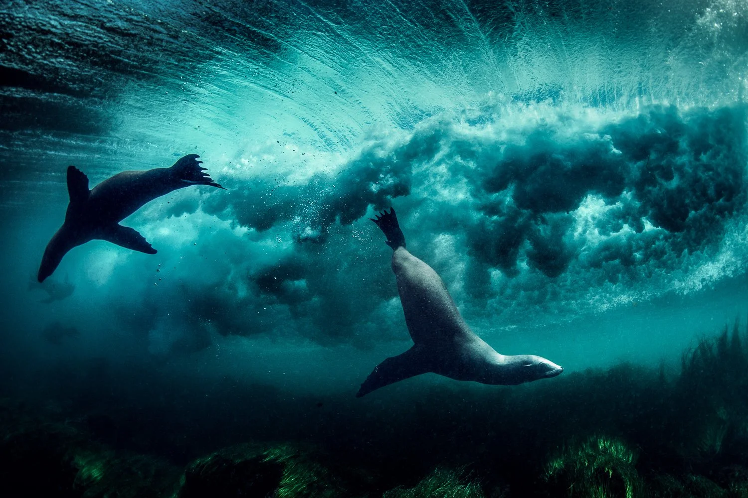 surfing-sea-lion-underwater-breaking-waves-californis.jpg