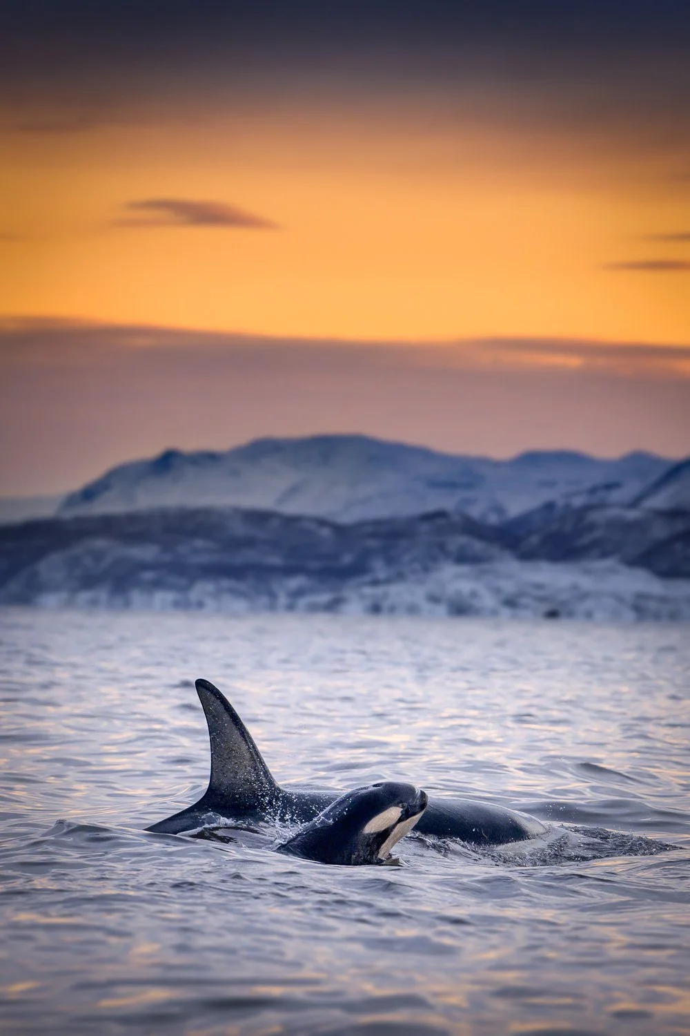 baby-orca-new-born-with-mother-arctic.jpg