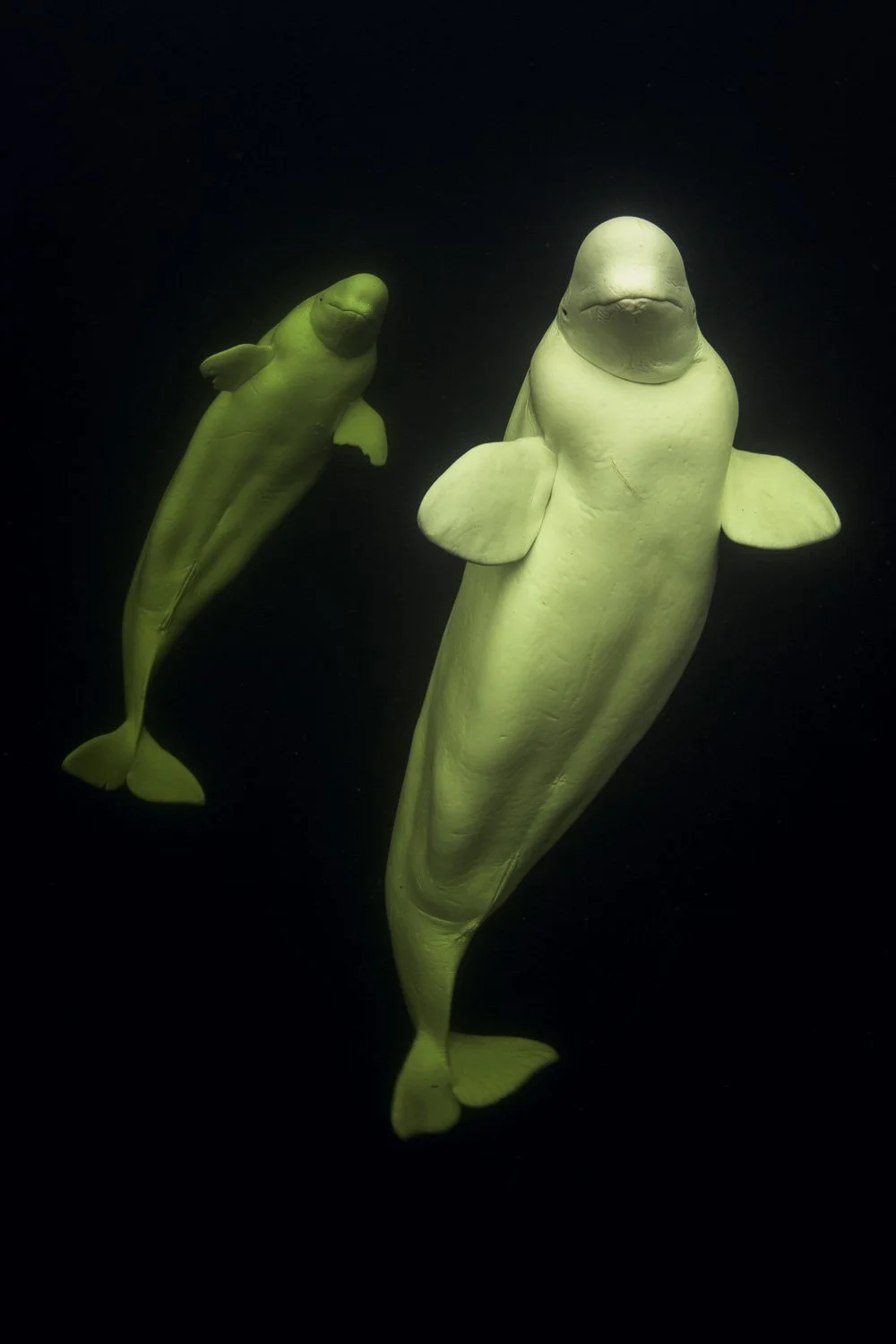 beluga-whale-underwater-art-print.jpg