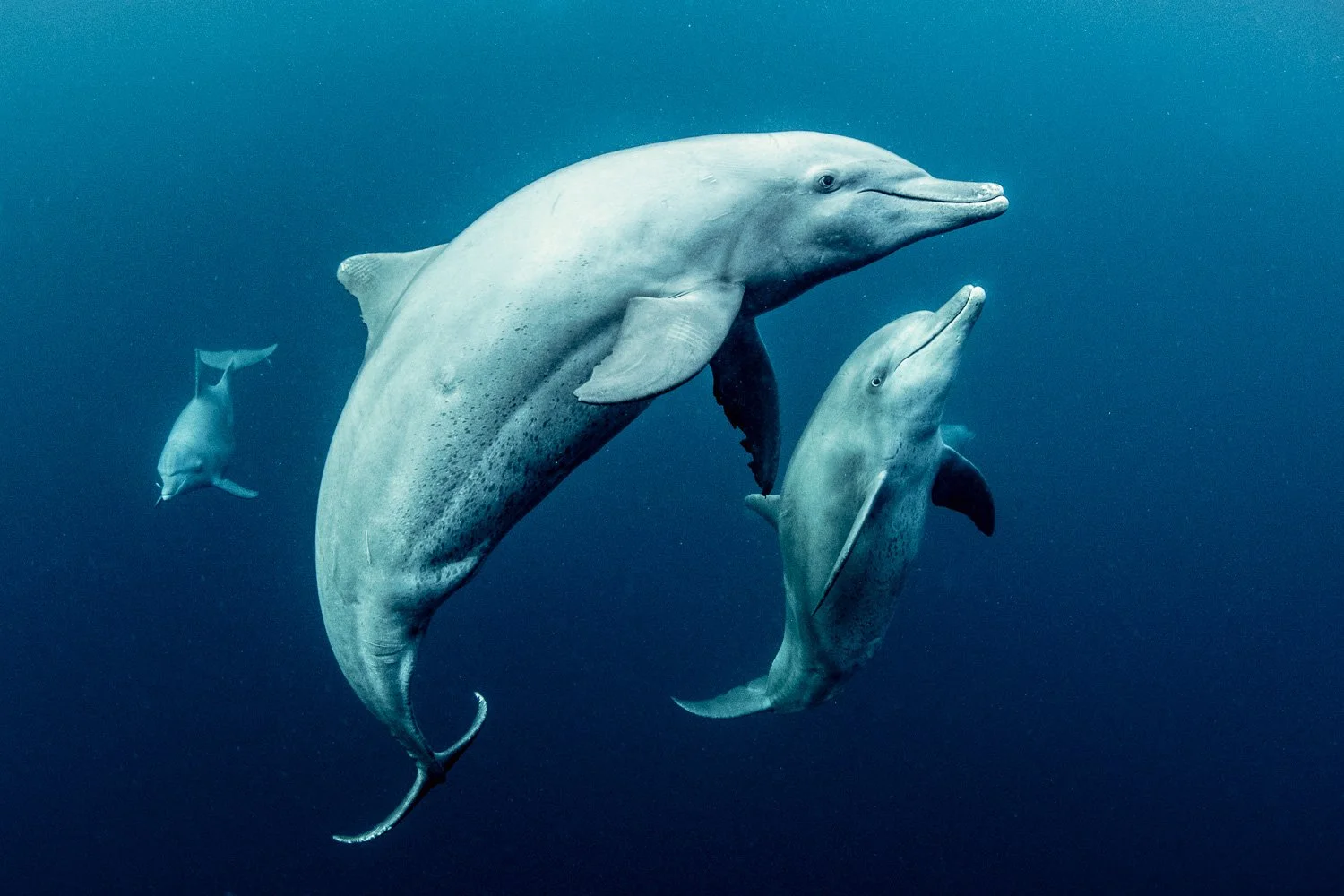 indo-pacific-bottlenose-dolphins-underwater-indonesia.jpg