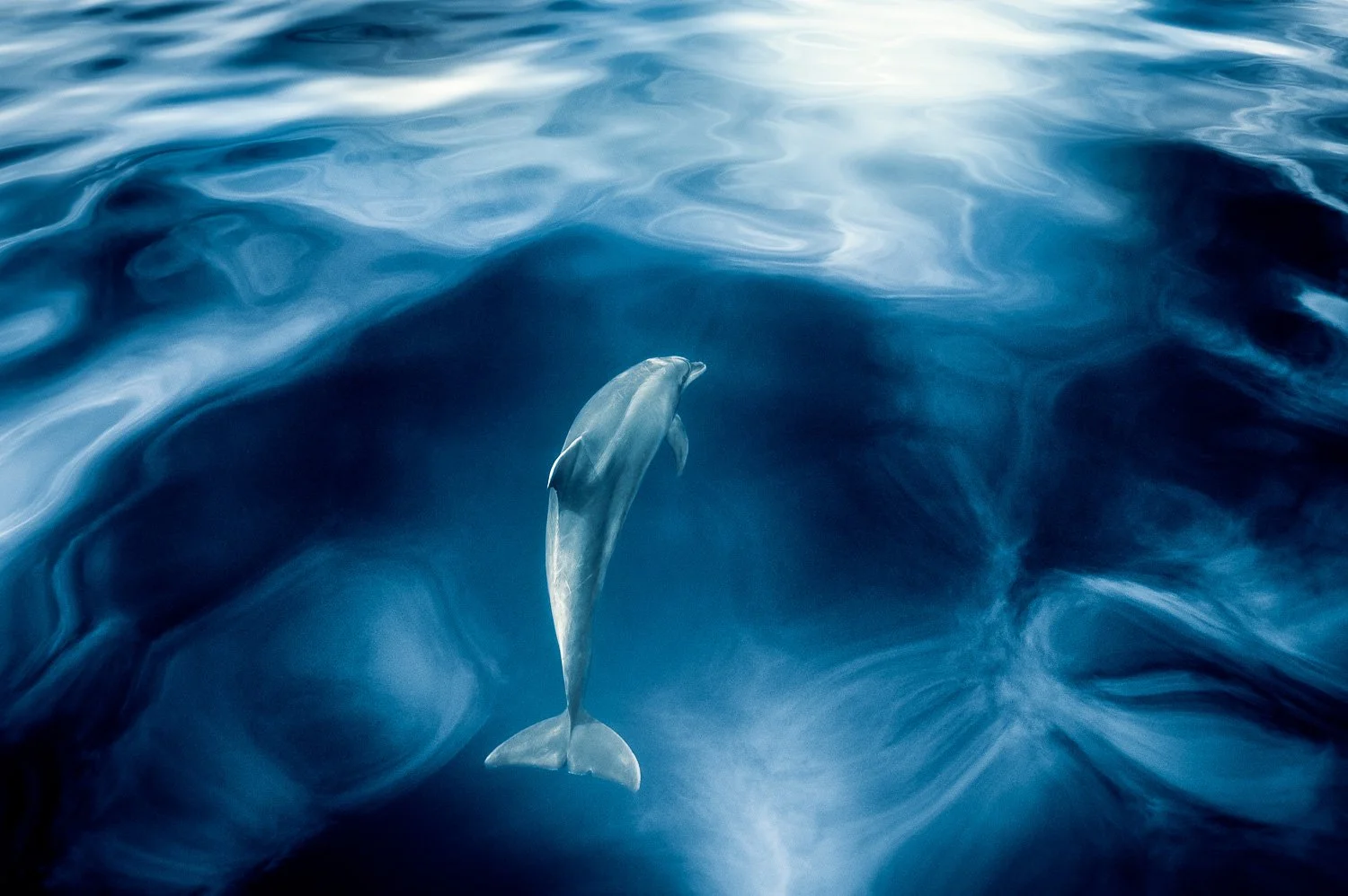 A dolphin swimming in deep blue ocean water with an art surface reflection