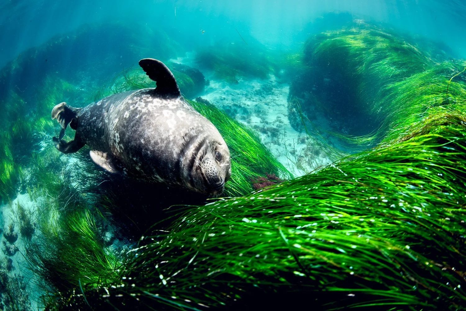 harbour-seal-lying-in-seagrass-california-san-diego.jpg