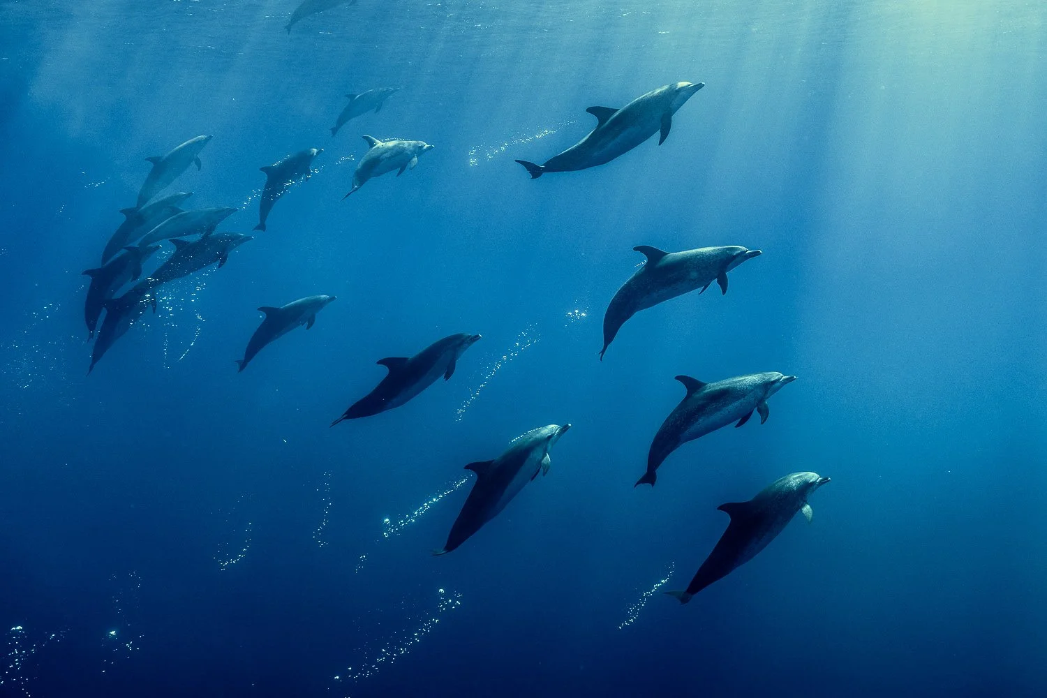 huge-pod-atlantic-spotted-dolphins-in move.jpg