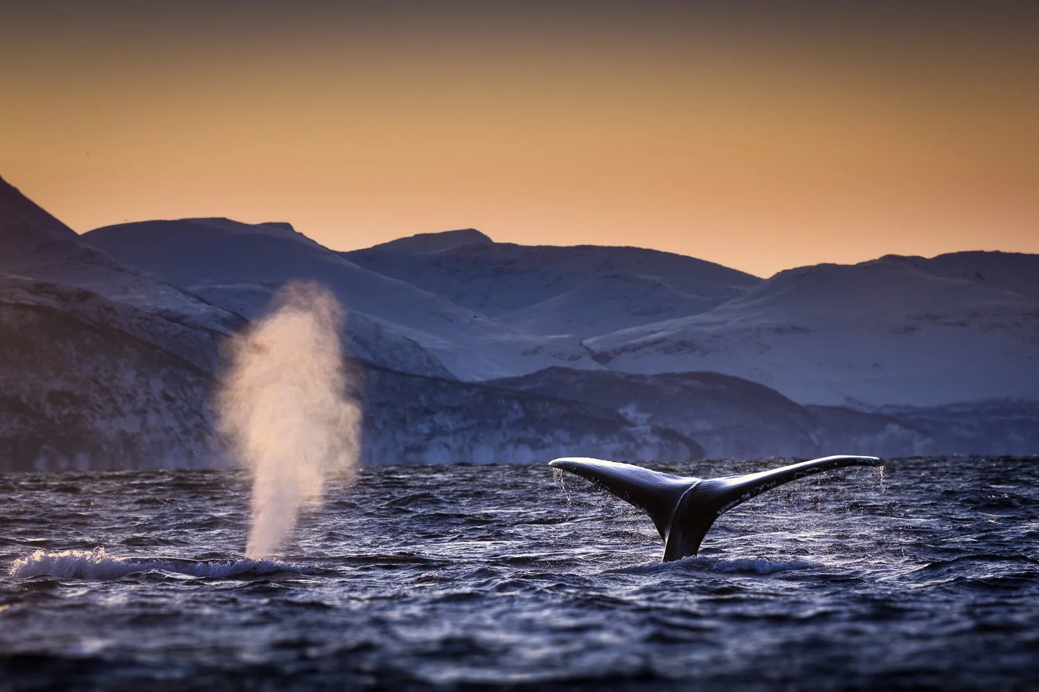 whale-blow-arctic.jpg