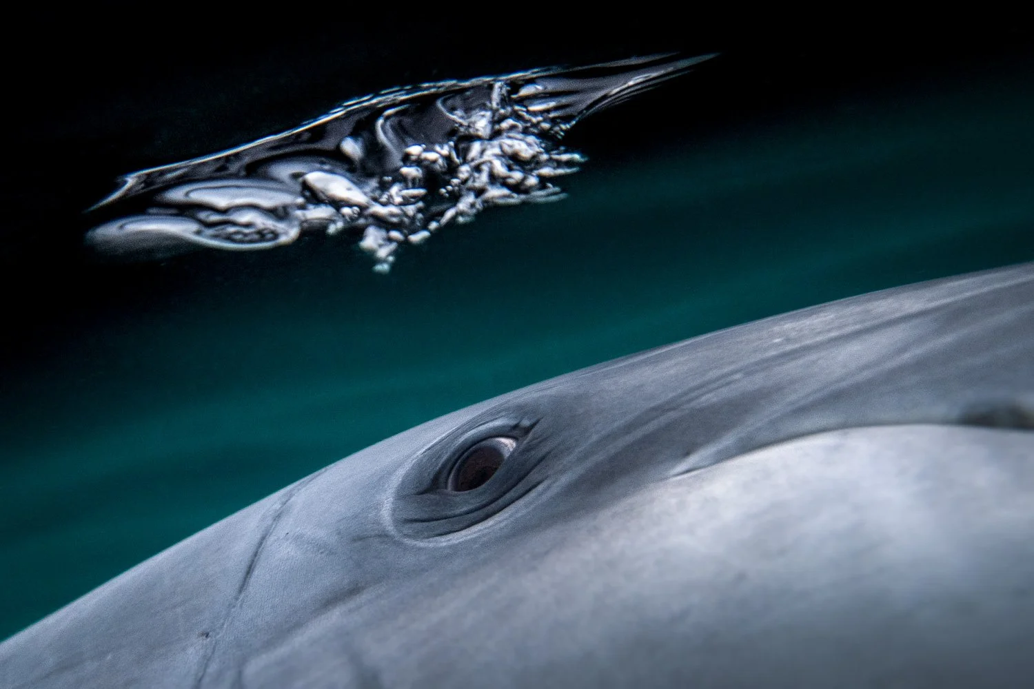 Intimate close-up of a bottlenose dolphin’s eye beneath the surface, framed by drifting air bubbles and emerald light in the Atlantic off Ireland