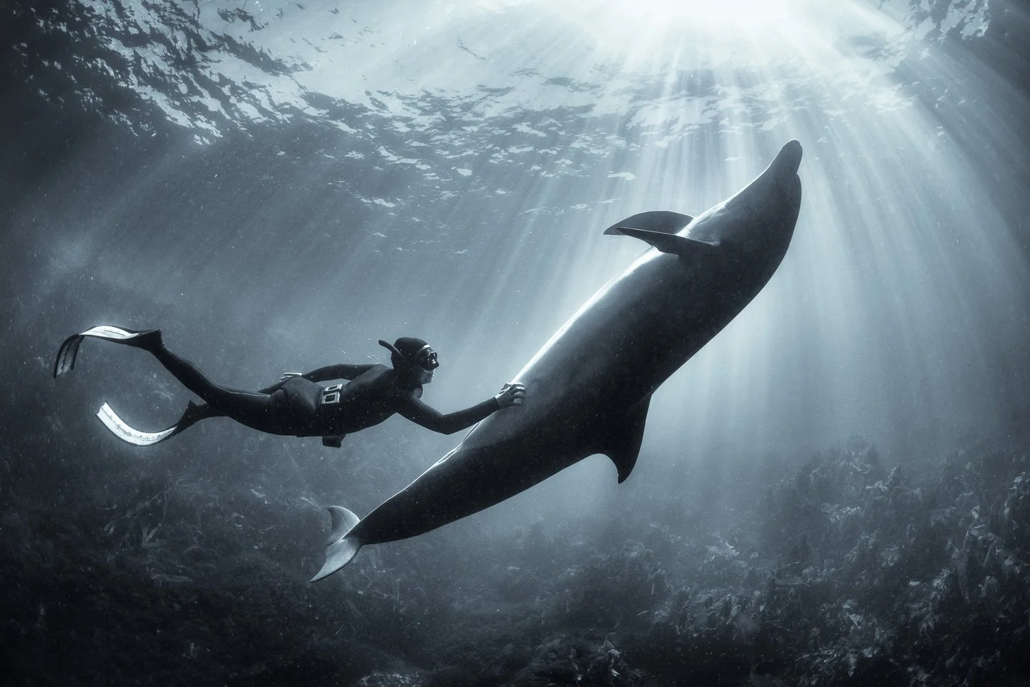 Black-and-white underwater portrait of a free diver keeping pace with a bottlenose dolphin beneath piercing beams of Atlantic light