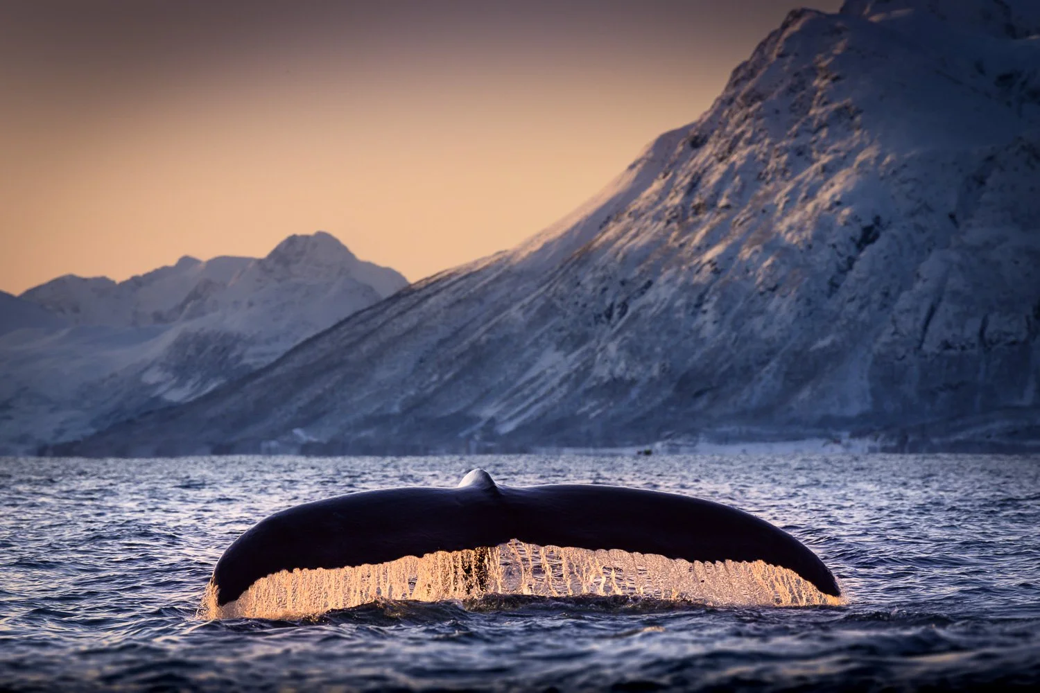 humpback-whale-tail-sunset-dive-snow-arctic.jpg