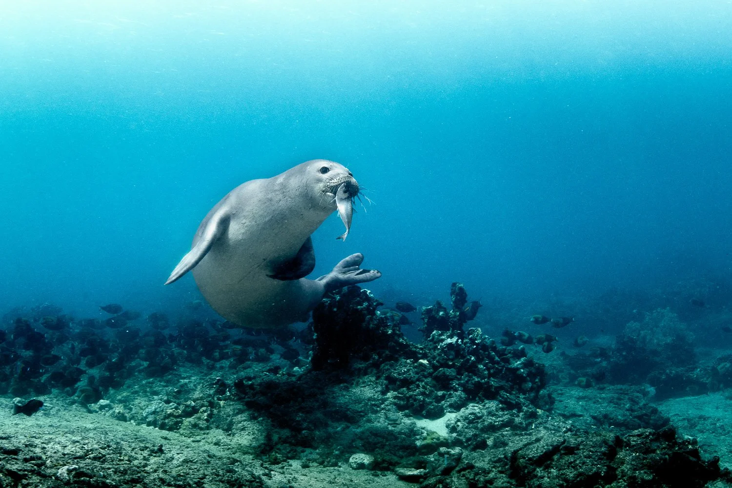 hawaiian-monk-seal-hunt-fish.jpg