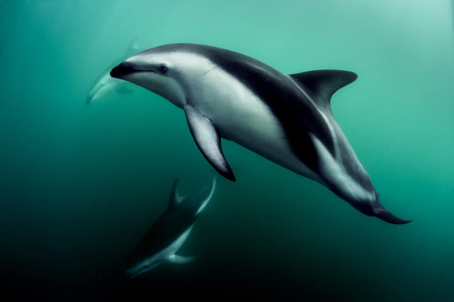 dusky-dolphins-green-waters-kaikoura-new-zealand.jpg