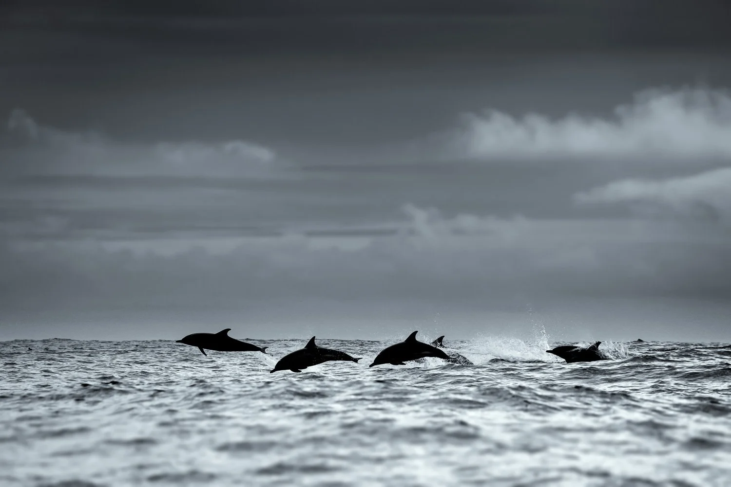 dolphins-jumping-ocean-surface.jpg