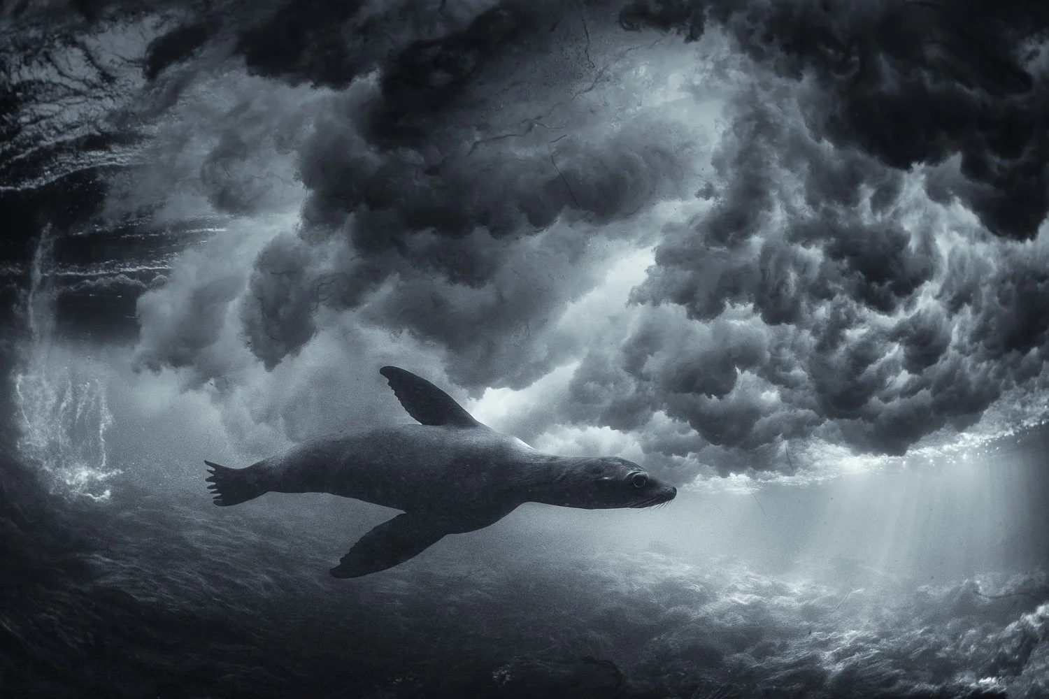 sea-lion-under-storm-clouds-underwater.jpg