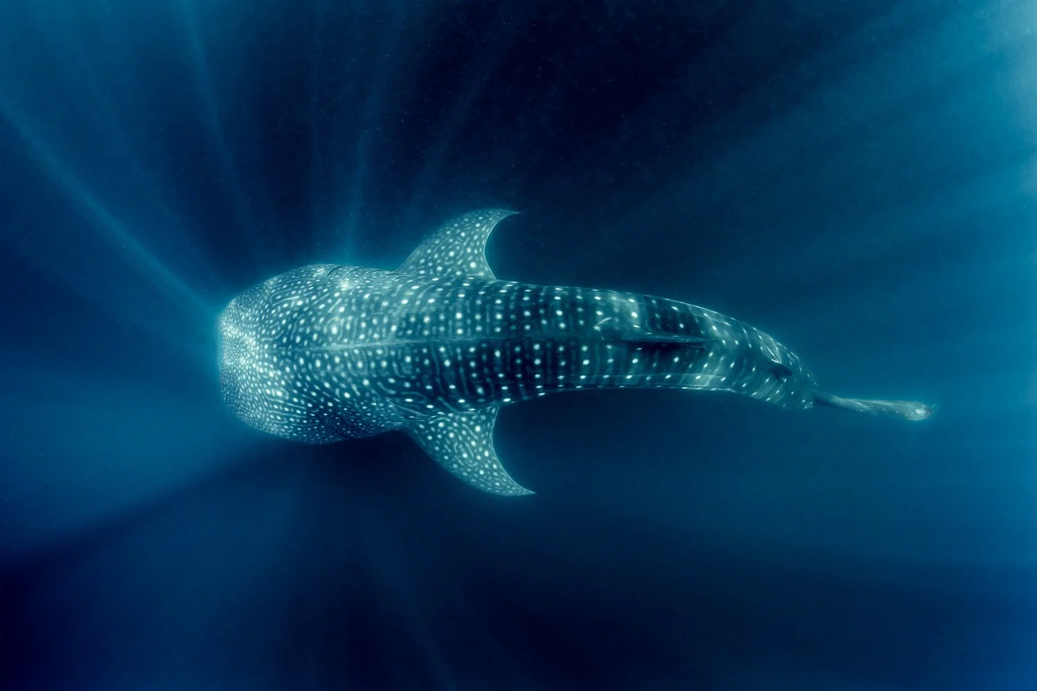 whale-shark-sun-rays.jpg