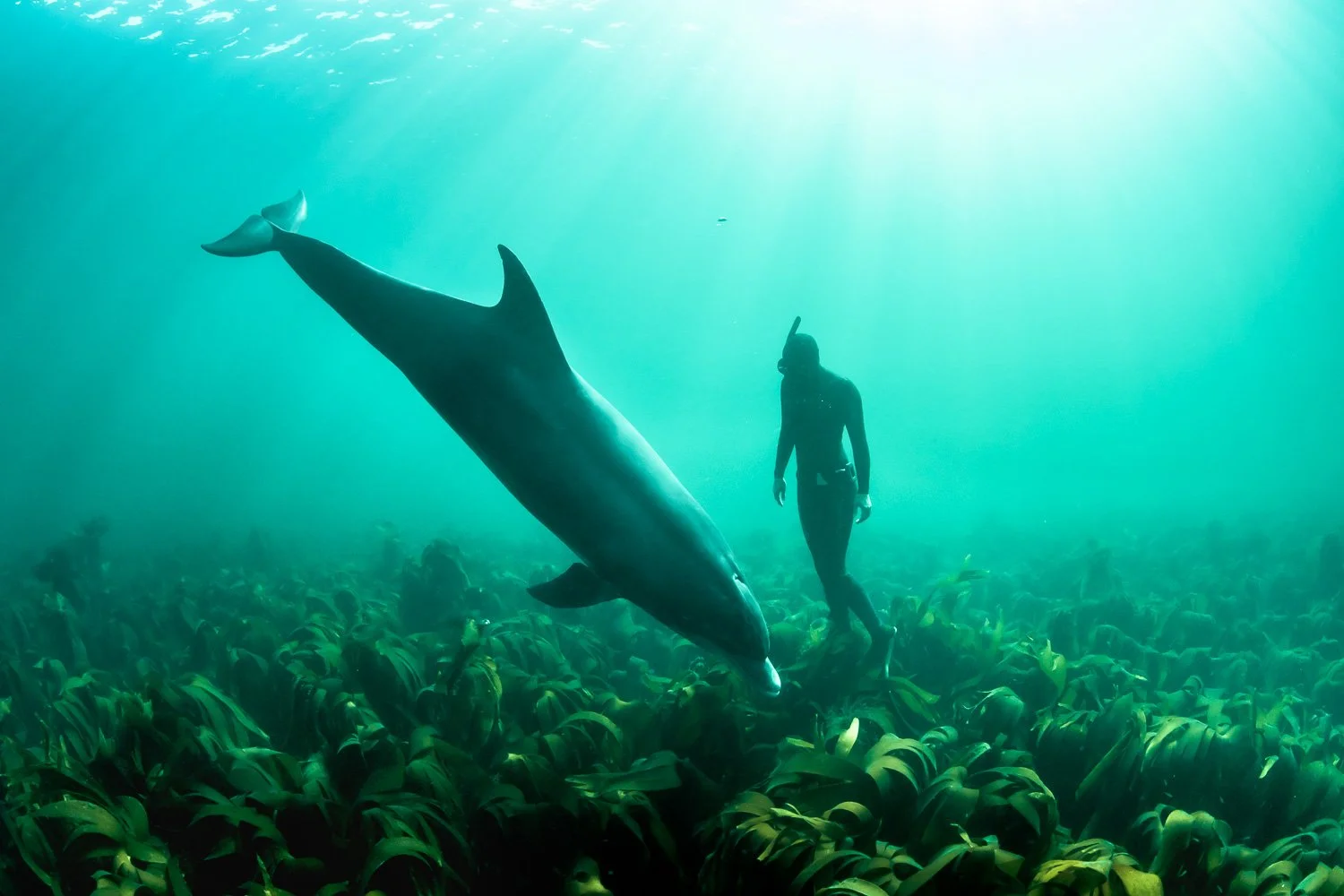 Underwater scene of a solitary bottlenose dolphin sweeping low over a forest of kelp as a free diver hovers nearby, both illuminated by soft beams of emerald light from the surface above.