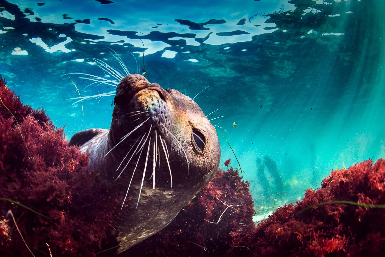 harbour-seal-hiding-seaweed-california.jpg