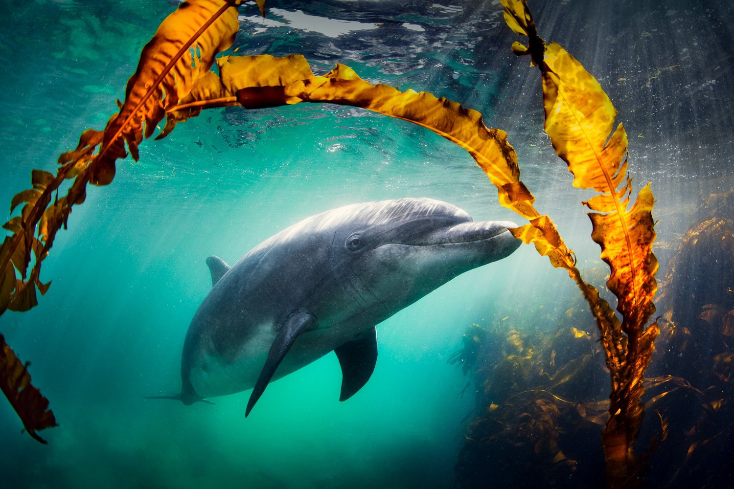Underwater shot of a bottlenose dolphin framed by golden-brown seaweed in Ireland’s clear emerald waters, highlighting the beauty of the local marine ecosystem
