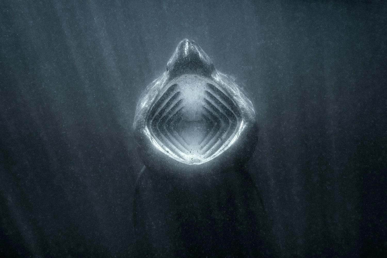 basking-shark-feeding-underwater-wildlife-photography.jpg