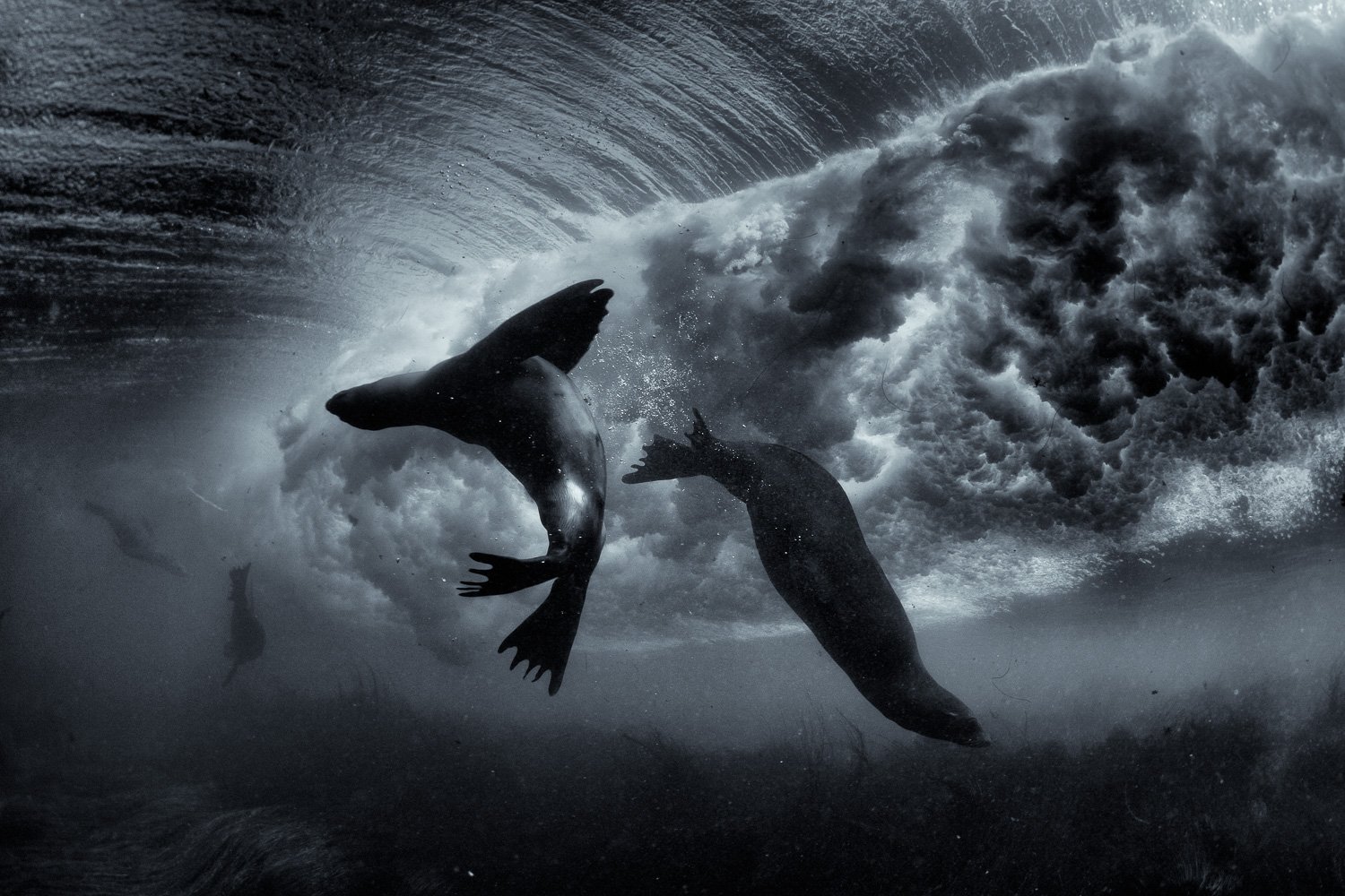 sea-lions-playing-in-breaking-wave.jpg