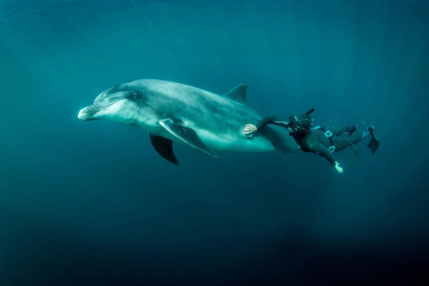 Wide-angle underwater shot of a free diver drifting alongside a bottlenose dolphin in clear teal water, their movements perfectly synchronized