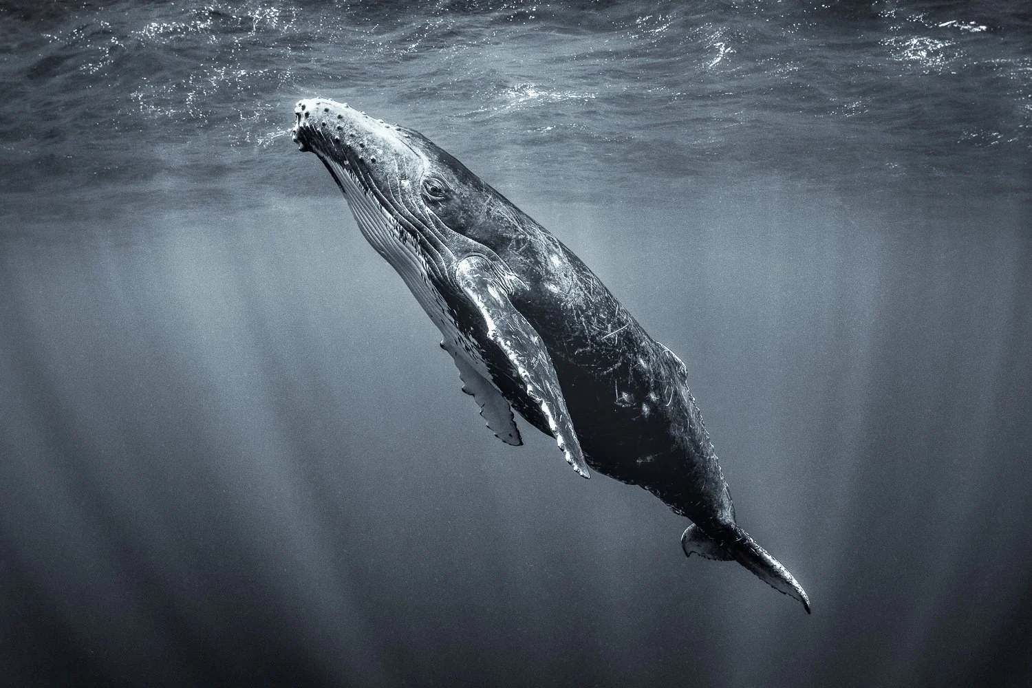 Baby humpback whale swimming underwater.
