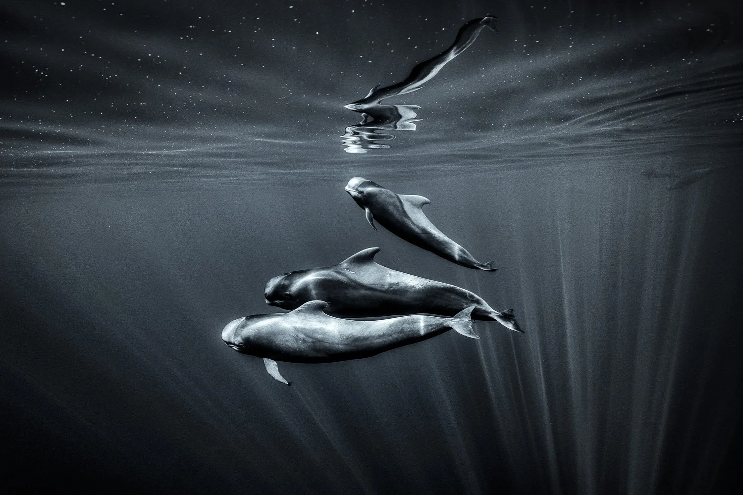 pilot-whales-near-surface.jpg