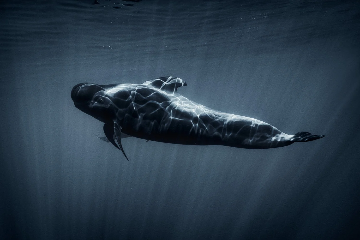 light-paint-on-pilot-whale-art-photo-print.jpg
