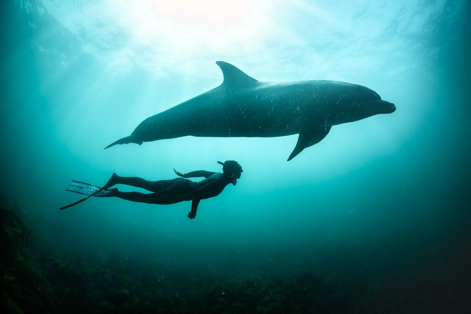 Wide-angle underwater image of a bottlenose dolphin drifting gracefully through emerald-green Irish waters near a free diver