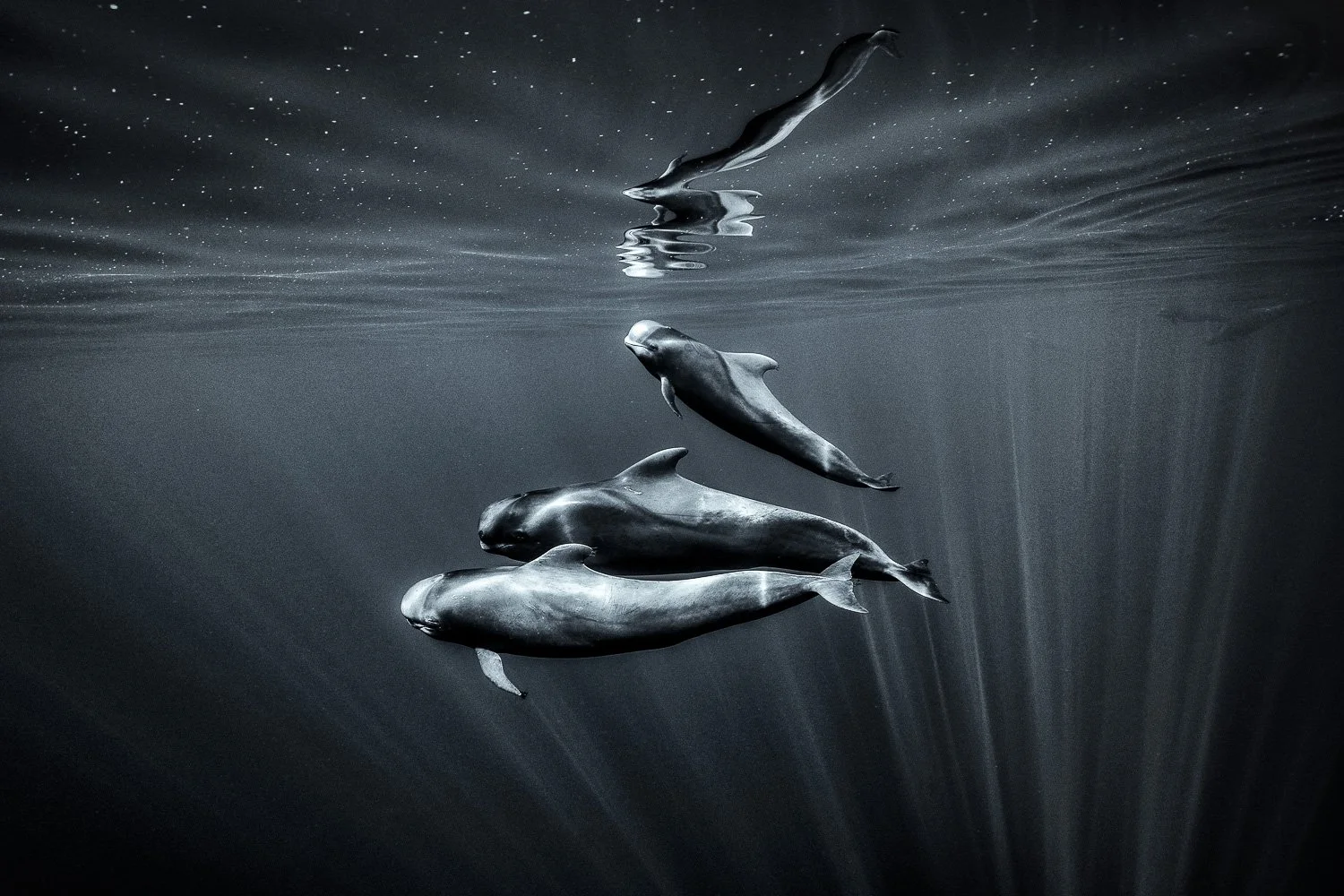 pilot-whale-black-and-white-art.jpg