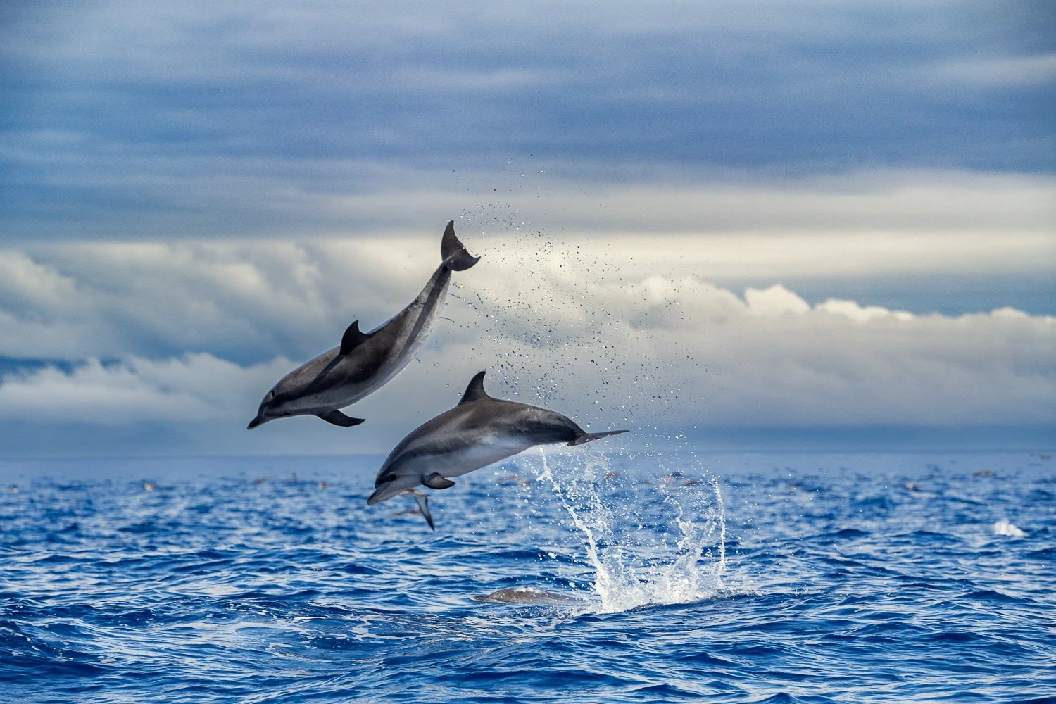 flying-atlantic-spotted-dolphins-azores.jpg