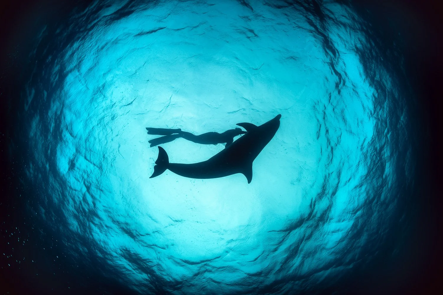 The silhouette of a bottlenose dolphin Dusty and free diver set against emerald-green underwater hues off Ireland’s western edge