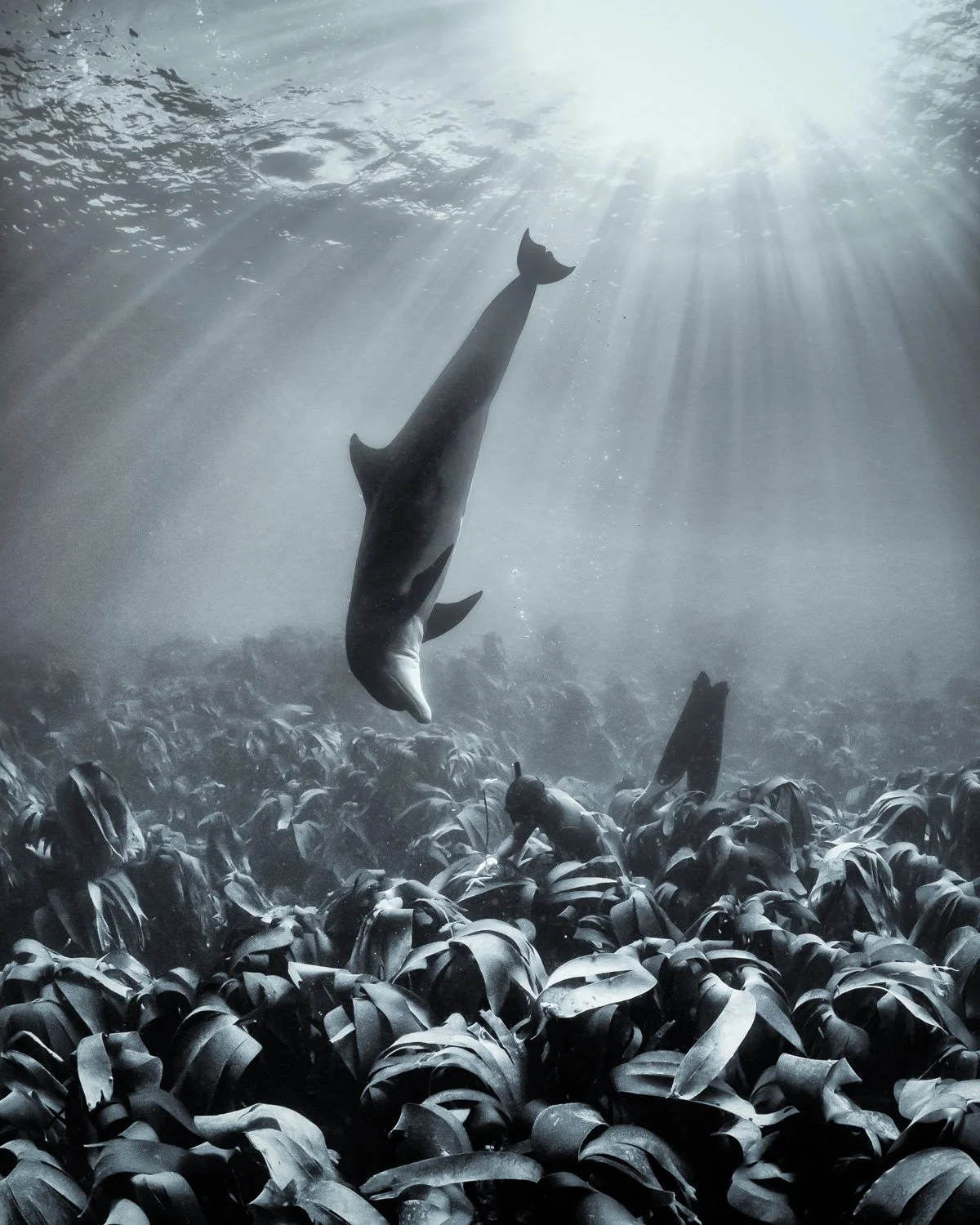 Moody monochrome image of a bottlenose dolphin swimming upward toward a glowing surface, drifting above a lush underwater carpet of kelp and seaweed