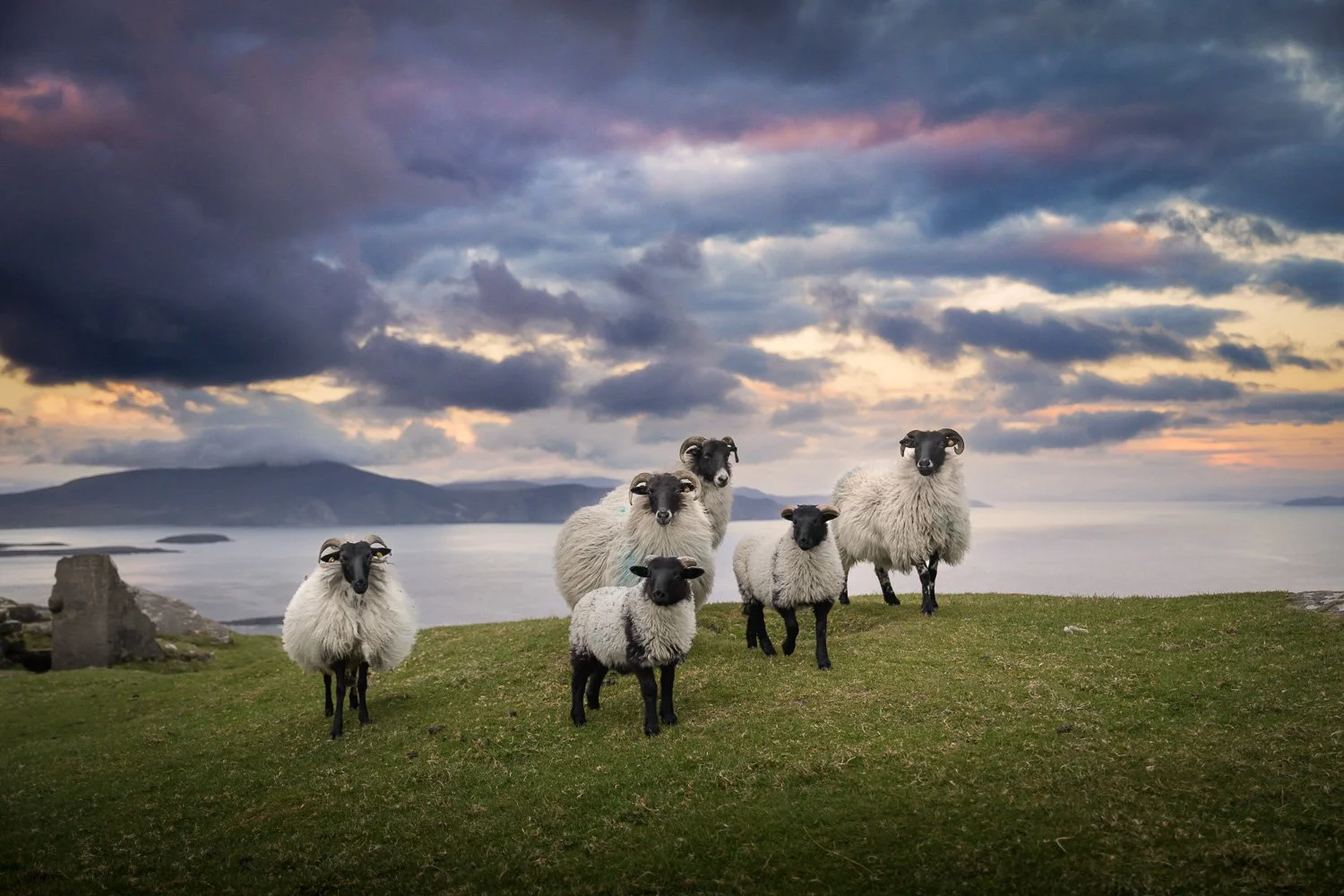 classic-ireland-image-sheeps-posing-at-sunset.jpg