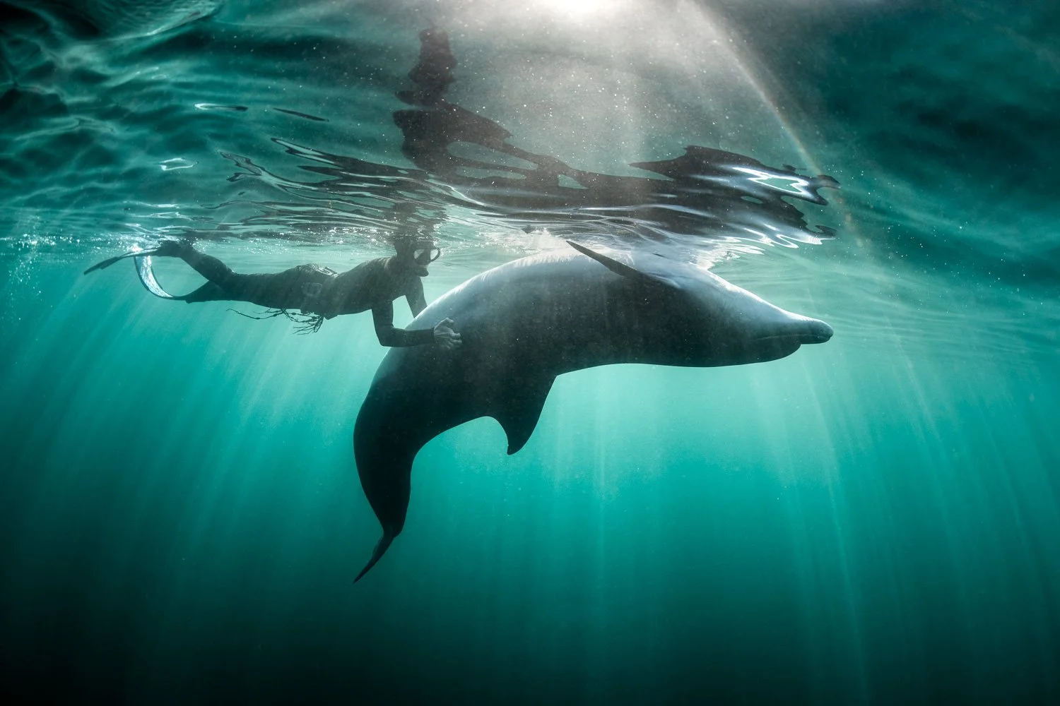 Underwater moment of quiet trust as a free diver glides beside a bottlenose dolphin, sunlight streaming down in soft emerald rays