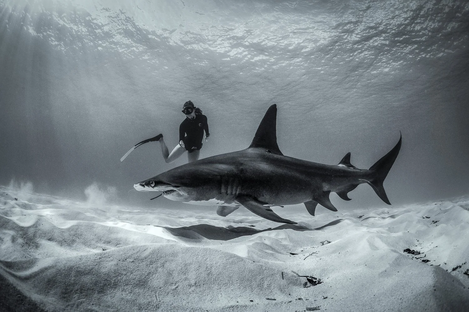 female-diver-with-great-hammerhead-shark-art.jpg