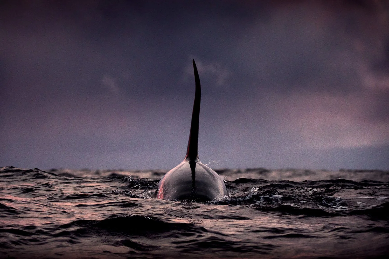 male-orca-dorsal-fin-dramatic-sunset-norway.jpg
