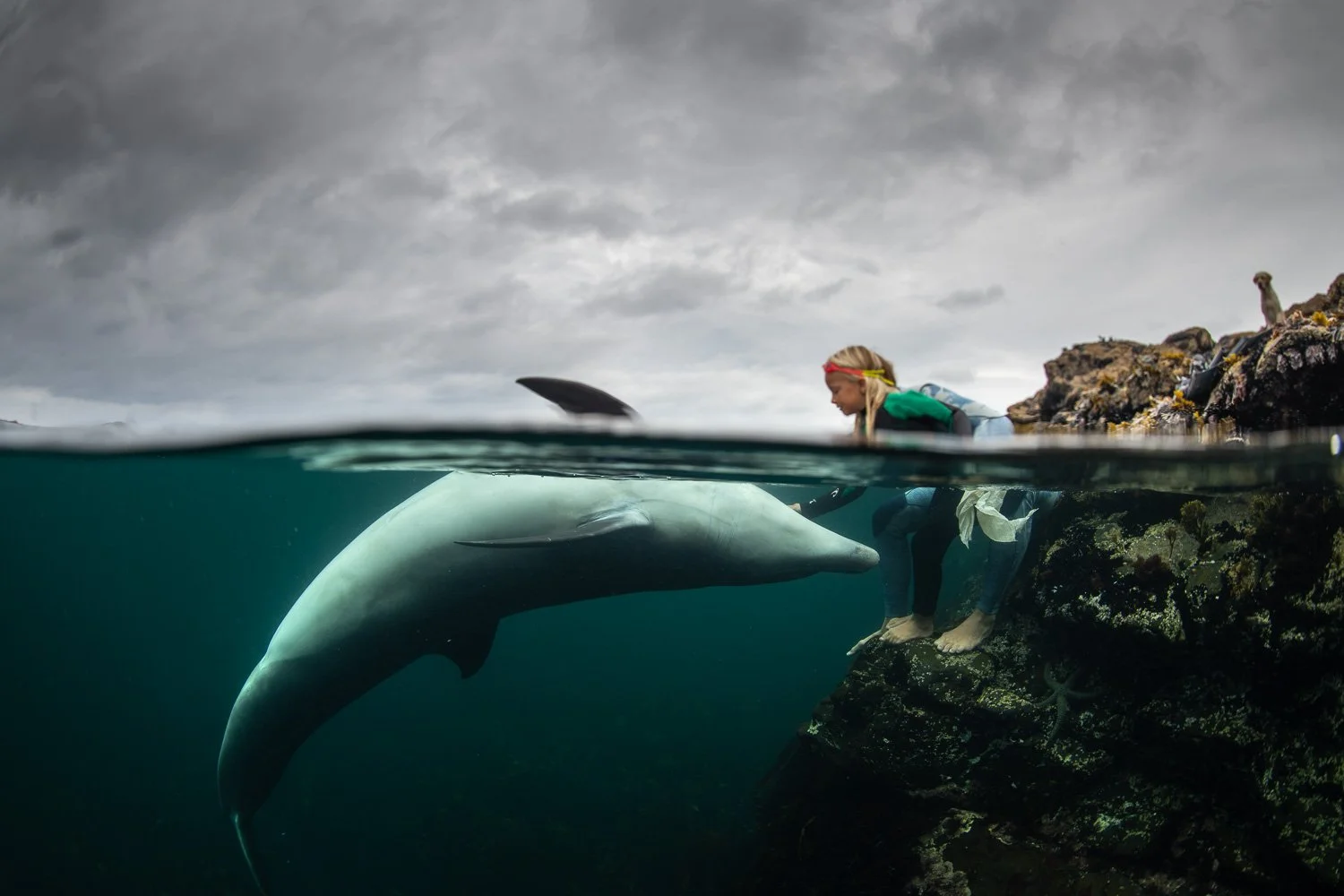 Split-shot scene of a curious bottlenose dolphin rising beneath a child perched on coastal rocks, the calm green water contrasting with brooding grey skies above
