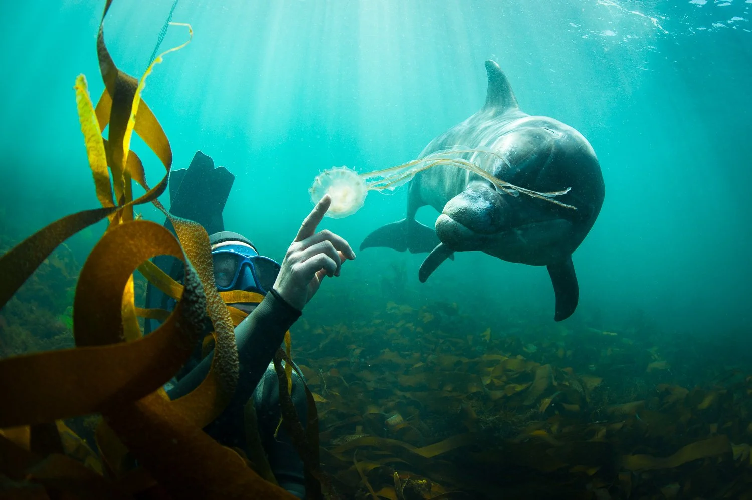 An underwater scene showing a free diver pointing at jellyfish surrounded by seaweed and sunlight filtering through the water.
