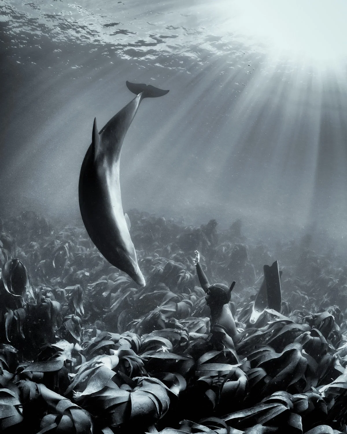 Underwater capture of a bottlenose dolphin inspecting a free diver in seaweed, emerald-green Atlantic waters