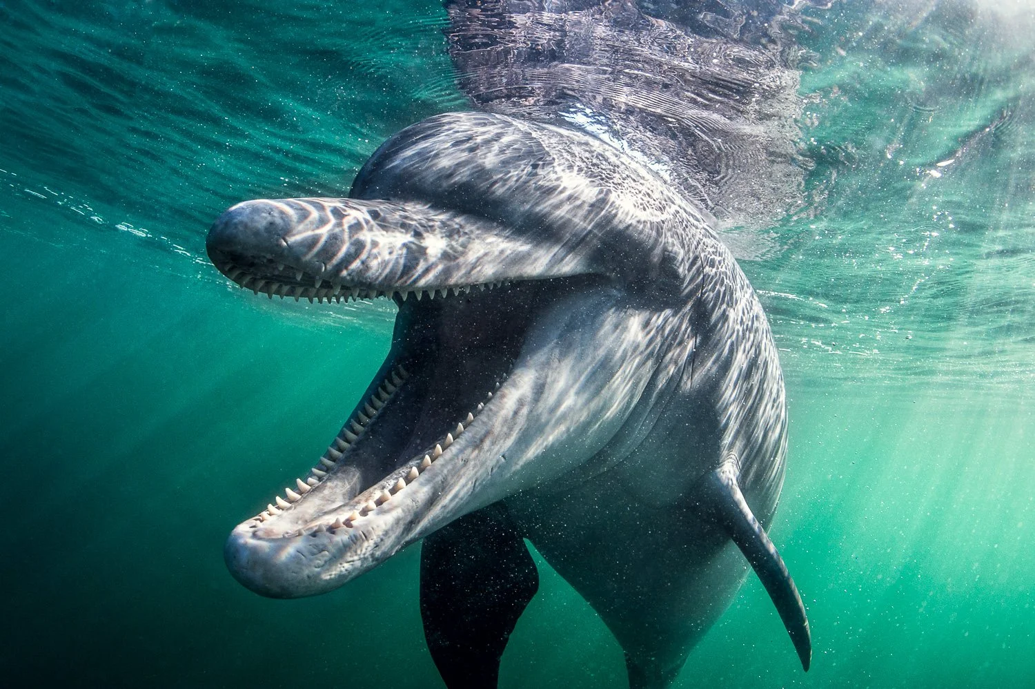 Wide underwater shot of a lone bottlenose dolphin approaching with her mouth open, captured in the clear emerald-green waters along Ireland’s rugged Atlantic coastline