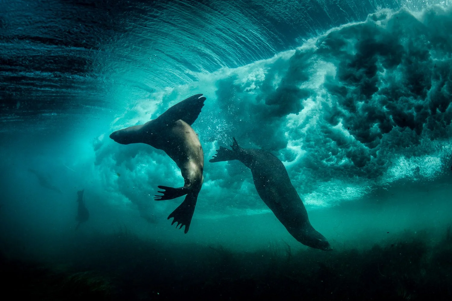 surfing-sea-lion-underwater-california.jpg