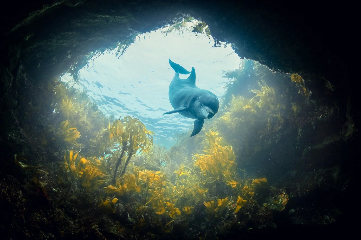 A solitary bottlenose dolphin glides through the mouth of a kelp-framed sea cave, illuminated by pale Atlantic light above