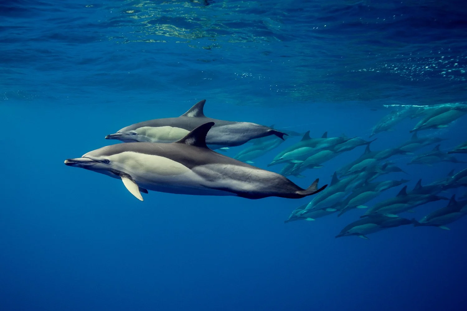 travel-common-dolphin-pod-azores.jpg